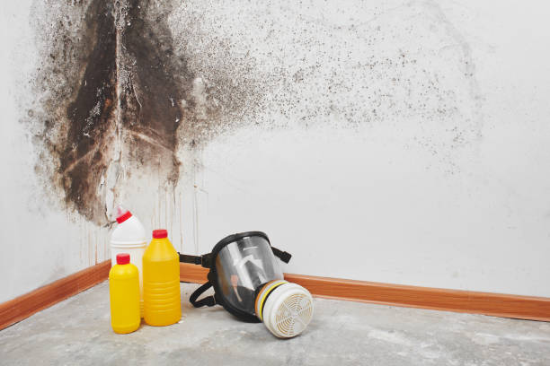 Best Bathroom Mold Remediation in South Sarasota, FL