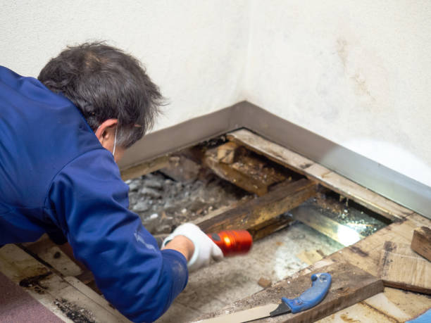 Best HVAC Mold Remediation in South Sarasota, FL