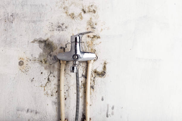 Best Emergency Mold Remediation in South Sarasota, FL
